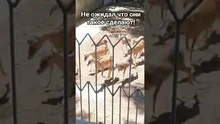 Такого от муфлонов никто не ожидал&hellip; #муфлоны #зоопарк #животные #реакция #неожиданно #забег #питомцы