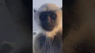Wild Monkey Encounter in India #langurmonkey #monkey #indiatravelvlog #pushkar #monkeyvideo #shorts
