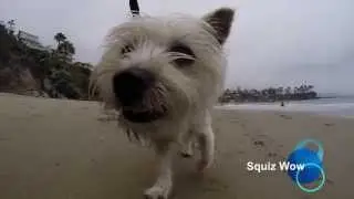 GoPro Happy Dog ,Beach and Ocean Adventure