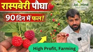 रास्पबेरी पौधा 🌱 | Rare Fruit Plant घर पर उगाएं रास्पबेरी 🍓High Demand Fruit Plant | Raspberry