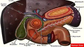 Human liver 30 important questions | human liver most important mcqs for neet | mcqs on human liver