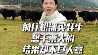前往松潘买牦牛，准备干票大的 结果却是不尽人意，也许真的是失败总是贯穿人生的始终吧#新农人2025 #牦牛 #欢欢羌族姑娘 #松潘 #vlog十亿流量扶持计划