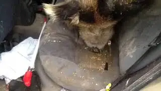 Boris the Boar in his car!