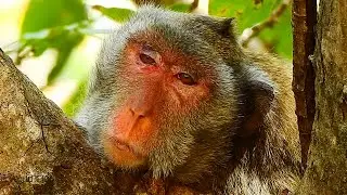 A POOR MONKEY JANE GOT A BIG SAD COS MISSING JANNA MONKEY.