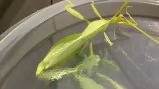 Leaf insect care information/gender reveal.  🍃