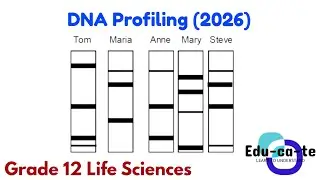 DNA Profiling (2026) - Grade 12 Life Sciences