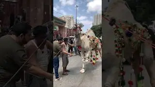 Camel Qurbani 😱😱🐫 #reels #reelsvideo #reelsshorts #shortvideo #camel #fyp #foryou #fypシ゚viral #cow