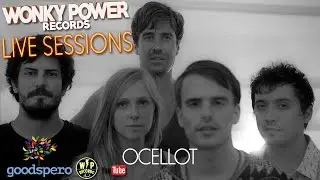 Ocellot  