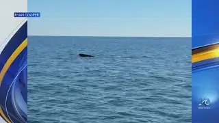 Humpback whales spotted along NC coast by Clayton fisherman (VIDEO)
