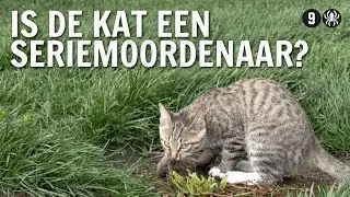 Is de kat een seriemoordenaar? | De Buitendienst over Zwerfkatten