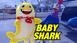 Prietos en Aprietos:  Botarga de BABY SHARK