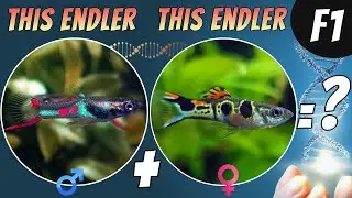 How to Make Your Own Endler Guppy Strain: F1 Breeding Results!