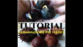 Germinazione accelerata semi Ippocastani Come far germinare un Ippocastano Tutorial Giardinaggio