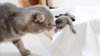Mother cat gets startled by baby kitten trying to escape - so cute!