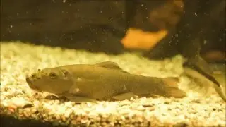 Siamese algae eater (Gyrinocheilus aymonieri), Siamesische Saugschmerle