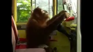 Crazy Monkey