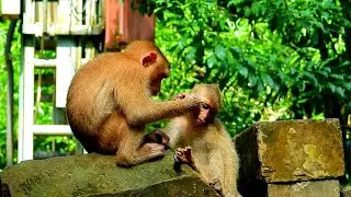 Little Monkey Nori is _nursing and _grooming for monkey Rainbow.