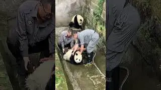 Adorable Panda Bath Time: A Hilarious Look at the Cost of Keeping Little Red Pandas Clean! 😂