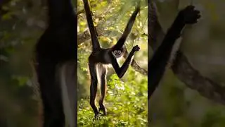 Amazon Spider Monkey 🐒❤/#amazonforest #amazon #monkey  #worldanimals #animal #animallover #explore