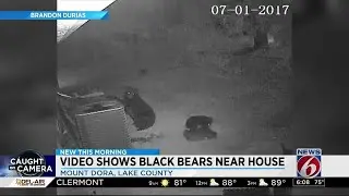 Bear, cub take stroll around home