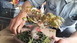 モミジ葉刈り後の手入れ（芽掻き）　6月