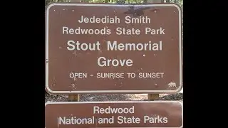 Stout Grove, Redwoods