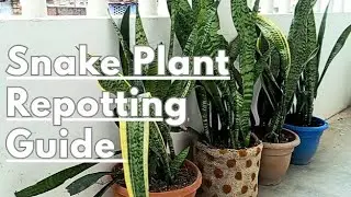 🪴 How to Repot Snake Plant | Best Repotting Tips, Soil Mix, Pot Size, Root Rot Fix & Full Care Guide