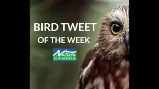 Alder Flycatcher - Bird Tweet of the Week