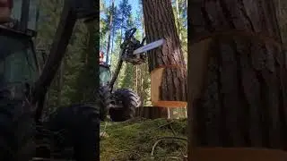 Wait for It ⚠️ Giant Tree Cut by Massive Saw Shocks Everyone #trees #nature #cutting