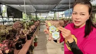 Aeonium crest are selling at Mimi’s nursery 714-489-1876