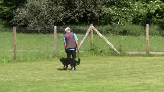 Oliver Wehr mit Mogli Breitensport Ortsgruppen -Pr&uuml;fung SV&Ouml; Knittelfeld Unterordnung