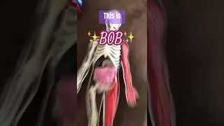 MEET BOB 💀💀💀#skeleton #bob #science #organsofdigestivesystem #funny