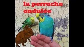 TRUCS ANIMAL! #3 les perruches ondulées