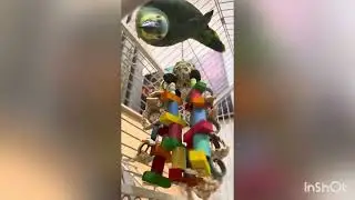 &ldquo;My Parrots React to New Cage Toys 🐦 | So Satisfying | Parrot Care Routine&rdquo;#talkingparot #birds