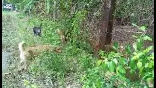 happiness Overload | Happy Dogs 