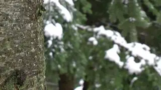 Panasonic TM900 1080/50p HD video test