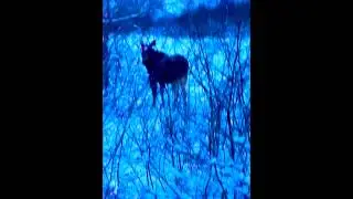 Встреча с Лосем🐃 #sorts #природа #встреча #зима #villagevlog #मूसा #alce #moose #video #vlog #life