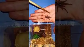 Террариум для карликового птицееда 🎃🧡 Hapalopus  #shorts  #tarantula #spider #habitat #pumpkinpatch