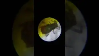 Giant Root aphid attack!!!!