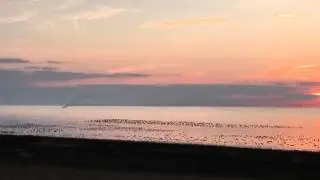 waddenvogels