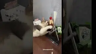 My cat&rsquo;s reaction to a toy 🐾#cat #video #toy #pet #kitten