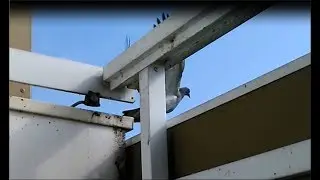 Taubenschreck statt Taubendreck - wie Tauben vertreiben?