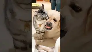 Funny Dogs Afraid of Cats 😱 | Hilarious Reactions #funny #dog #shorts