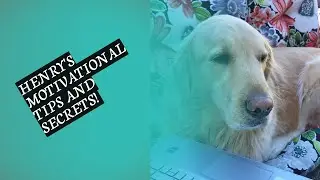 HENRY,THE GOLDEN RETRIEVER, LOVES TO TALK AND SHARE MOTIVATIONAL MESSAGES.  HEAR WHAT HE HAS TO SAY!