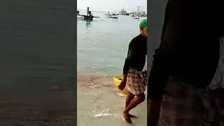 Tuna boiling process for Masmine production!