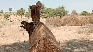 Camel meeting video ||  real cemera video shoot || فيديو لقاء الجمل