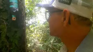 Jatai era forte. Agora está definhando.O que está acontecendo? 