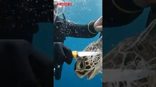 Turtle rescue mission😭 #rescue #turtle #shorts
