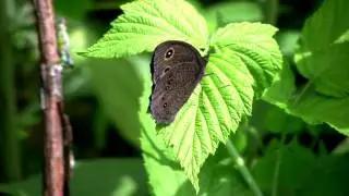 Common Wood-Nymph Butterfly