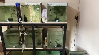 Bateria de aquapisos - dia de TPA nos aquários de Guppys/Guppies/Lebistes German White